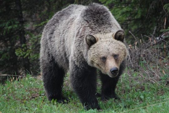 https://www.whistlerdailypost.com/wp-content/uploads/2020/08/grizzly-@-540x363.jpg