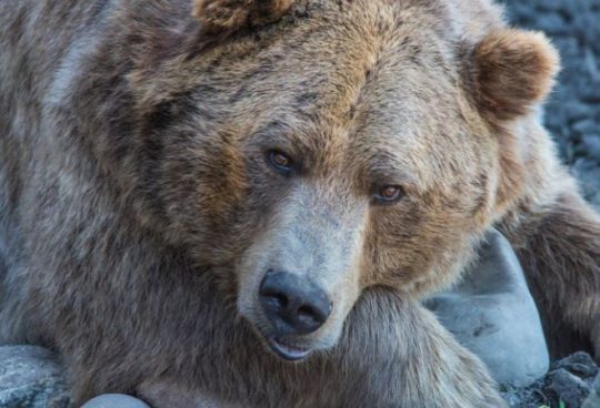 https://www.whistlerdailypost.com/wp-content/uploads/2020/09/grizzly-540x368.jpg