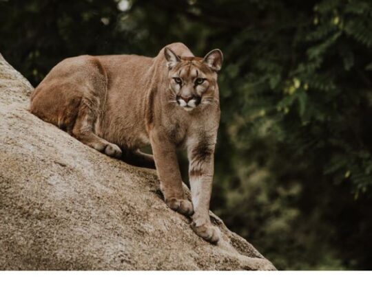 https://www.whistlerdailypost.com/wp-content/uploads/2021/02/cougar-3-540x415.jpg