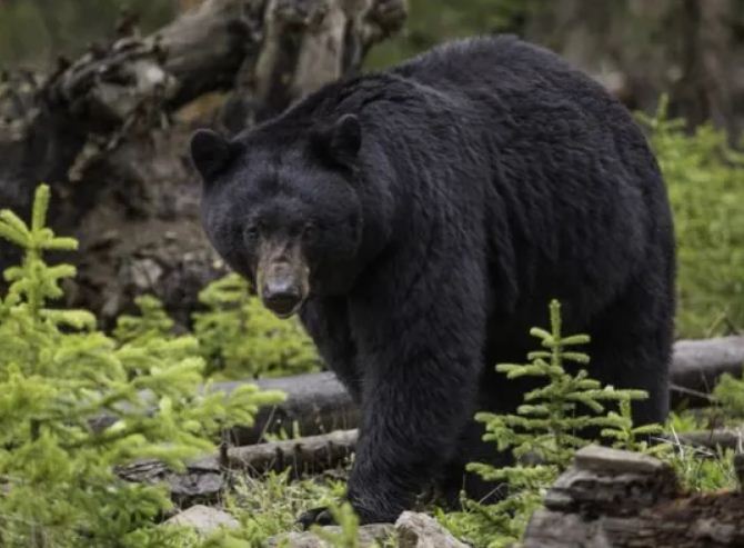 https://www.whistlerdailypost.com/wp-content/uploads/2022/05/bear1.jpg