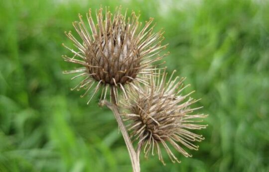 https://www.whistlerdailypost.com/wp-content/uploads/2022/06/Burdock-540x346.jpg