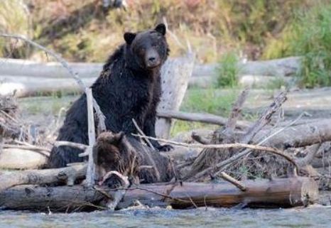 https://www.whistlerdailypost.com/wp-content/uploads/2022/06/bear-attack.jpg