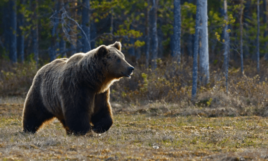 https://www.whistlerdailypost.com/wp-content/uploads/2024/05/alert-grizzly-bear-540x325.png