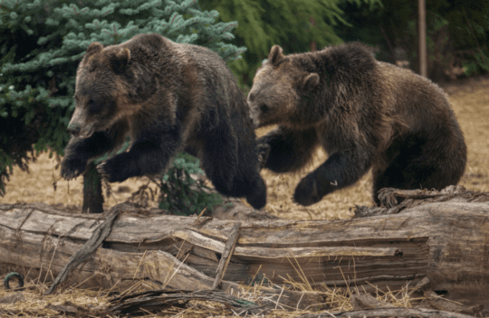 https://www.whistlerdailypost.com/wp-content/uploads/2024/11/grizzly-bears-540x352.png