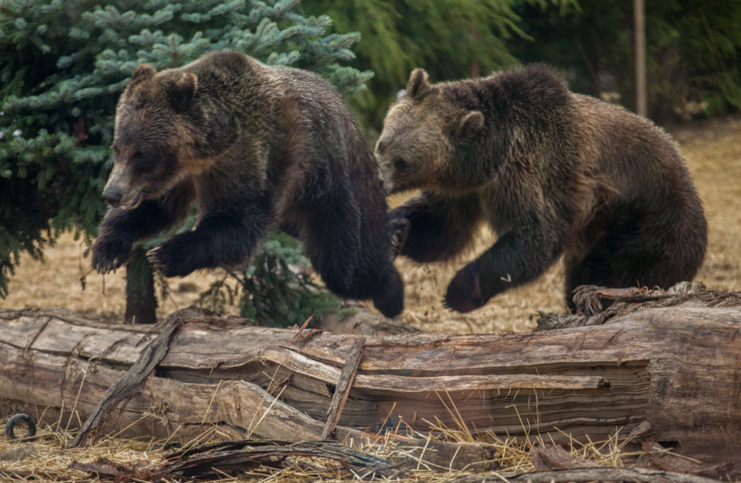 https://www.whistlerdailypost.com/wp-content/uploads/2024/11/grizzly-bears.png